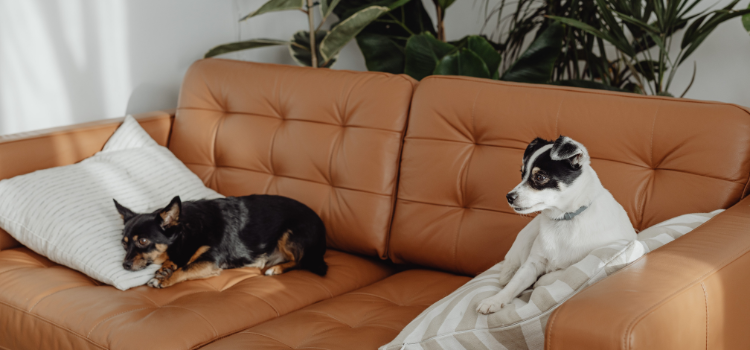 dog and cat on sofa