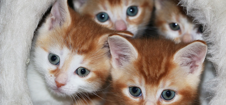 Resident with an emotional support dog in a condo using a smartphone to display a 2026-verified digital ESA letter for housing.