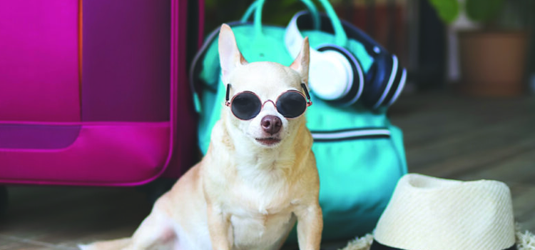 Traveler checking into Airbnb with emotional support dog holding ESA letter for housing documentation