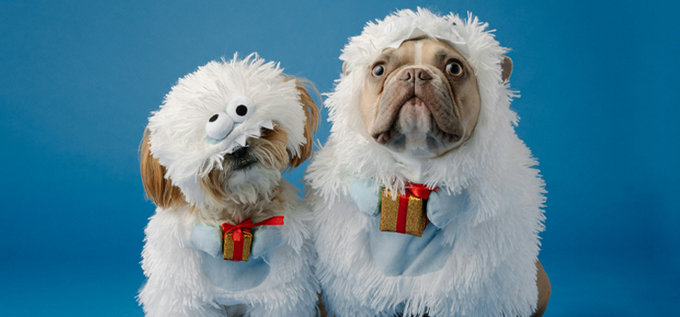 Professional reviewing emotional support animal letter for housing documentation on laptop