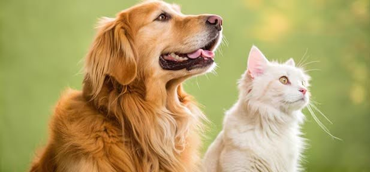 A person comfortably sitting in their apartment with an emotional support dog and a cat, representing how to qualify for multiple ESA animals under the Fair Housing Act.