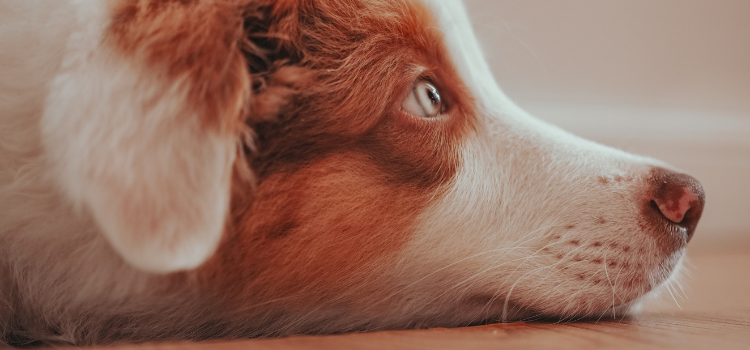 dog laying on the floor