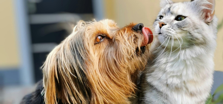 cat and dog playing together