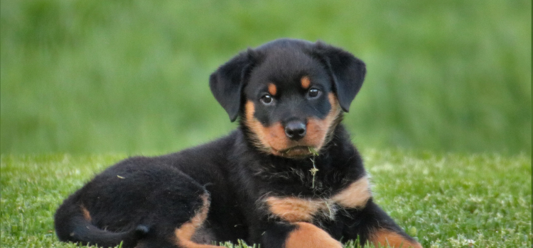 dog laying in the backyard