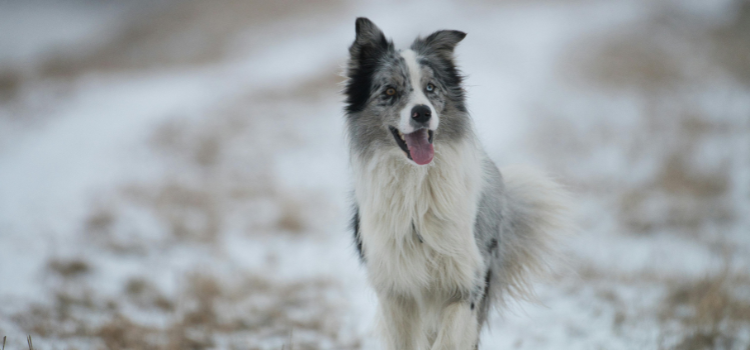 border collie