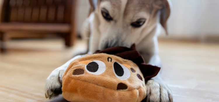 dog playing with toys
