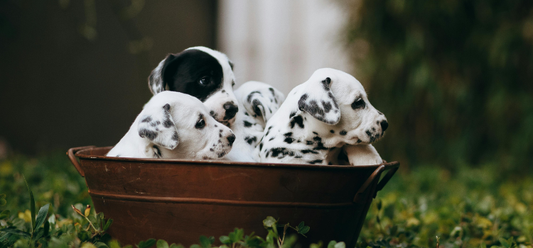 pets