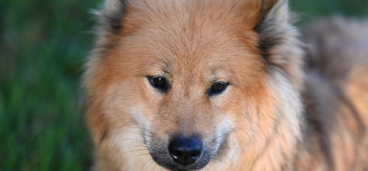 Husky