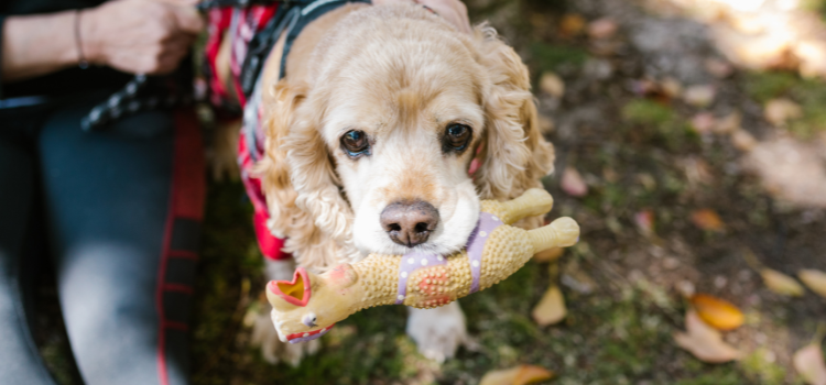 dog