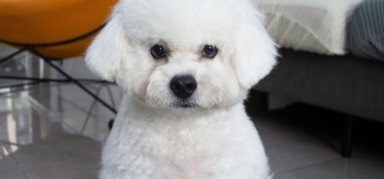 bichon
