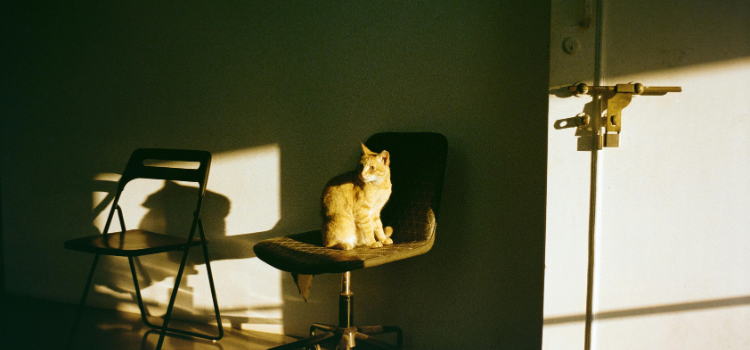pets