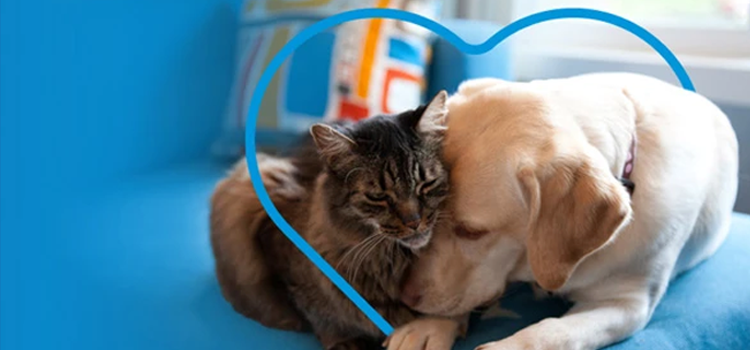 supportive emotional support dog resting its head on the lap of a military veteran in a home setting, symbolizing the grounding effect of a clinical support animal for PTSD recovery.