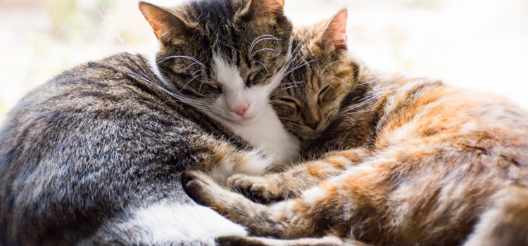 2 cats hugging each other