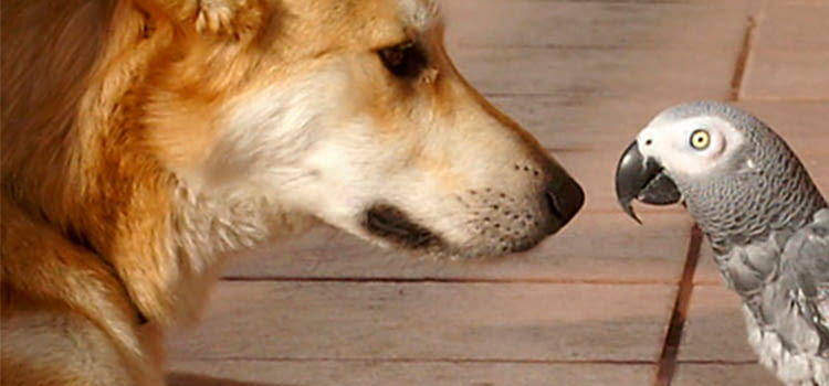 emotional support dog in apartment
