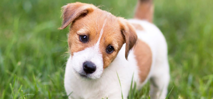 A three-step visualization of obtaining an emotional support animal letter: 1. Secure online assessment, 2. Licensed telehealth consultation, 3. Instant delivery of an ESA housing letter.