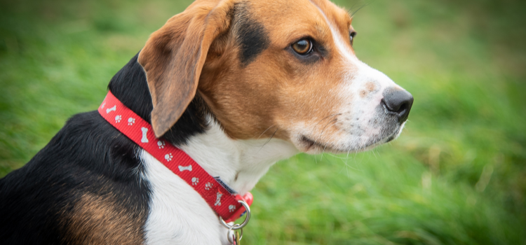 beagles