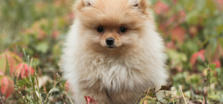 pomeranian