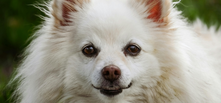 Spitz Breed