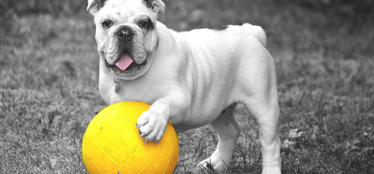 bulldog