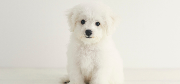 cute white dog