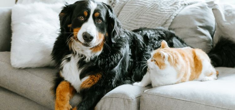 An emotional support dog providing therapeutic comfort to a person in a dimly lit room, symbolizing hope and mental health support.