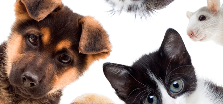 emotional support dog in apartment