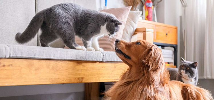 Tenant presenting ESA letter for housing to apartment manager during spring move
