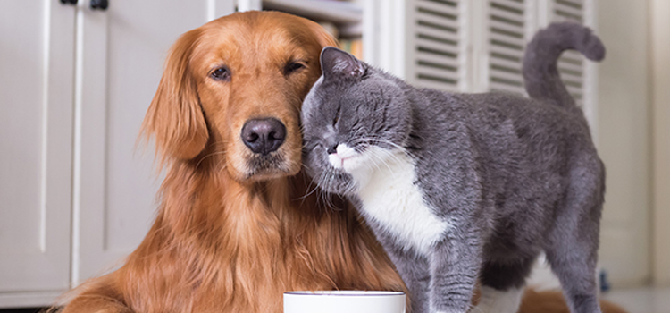 A person sitting in a sunlit spring living room petting their emotional support dog, symbolizing the peace of mind provided by a valid ESA letter for housing.