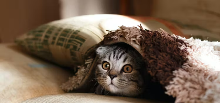 A tenant in a modern 2026 apartment displaying a clinically verified digital ESA letter for housing on a smartphone to legally live with two emotional support dogs under FHA rules.