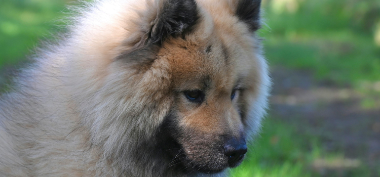 chow chow dog