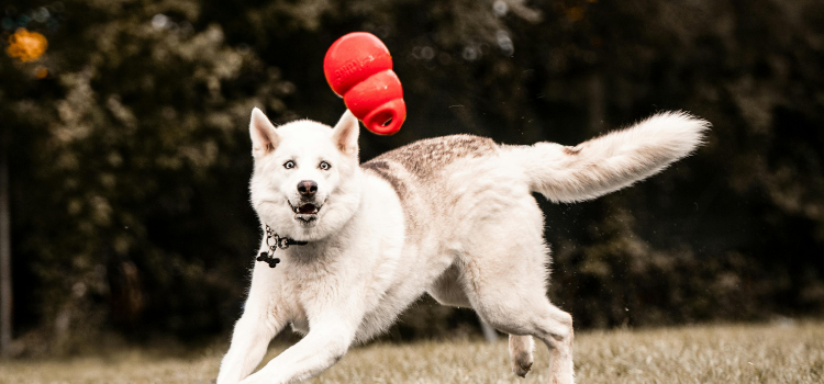 Husky