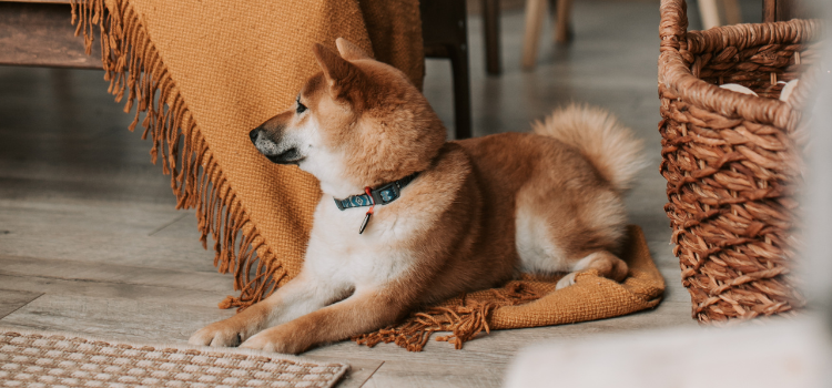 pet dogs home