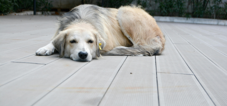 dogs