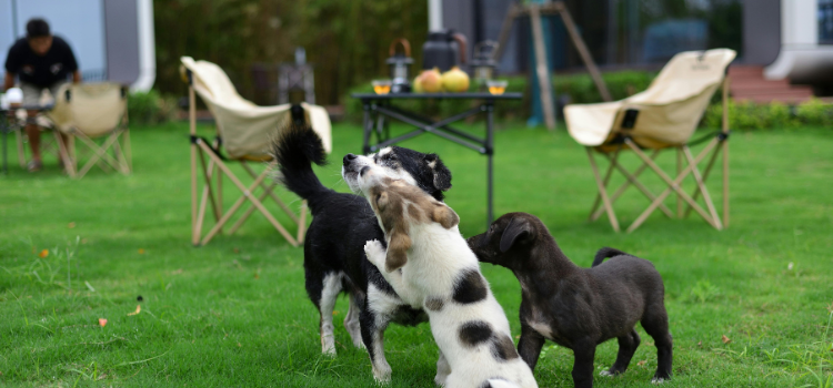 dogs in the backyard