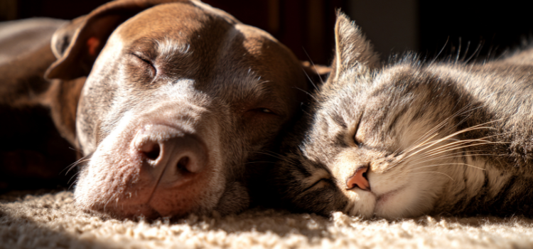 pets