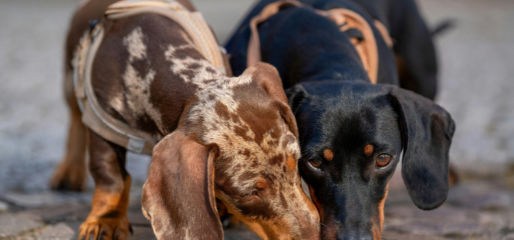 Dogs